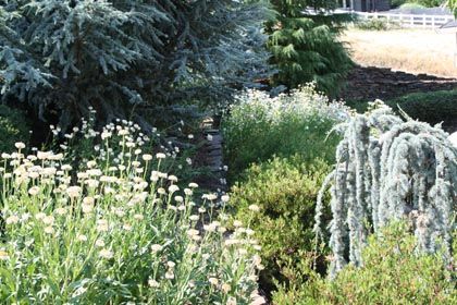 xeriscape