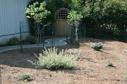 drought tolerant xeriscape yard with gate