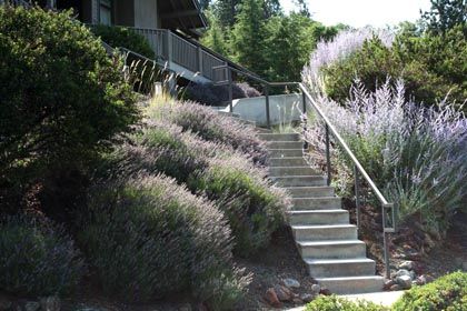 xeriscape hillside with drip irrigation installed