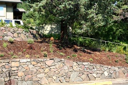 drought tolerant hillside drip irrigation installation