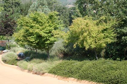 landscaping with trees