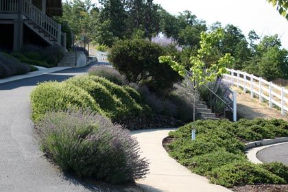 hillside landscaping